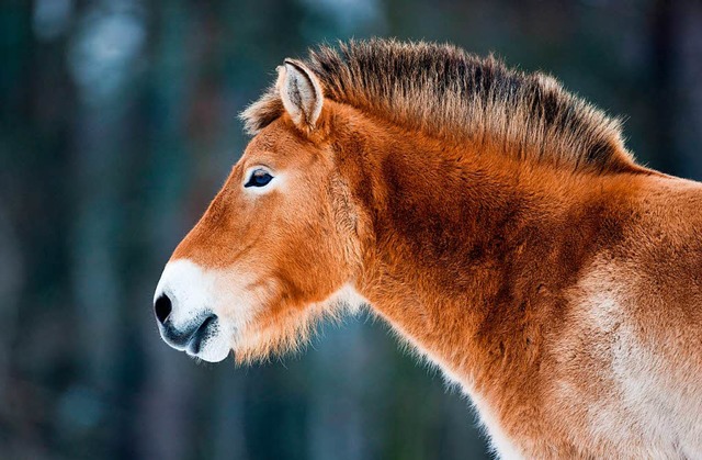 Letztes Wildpferd der Erde? Diesen Titel muss das Przewalski-Pferd nun abgeben.  | Foto: dpa