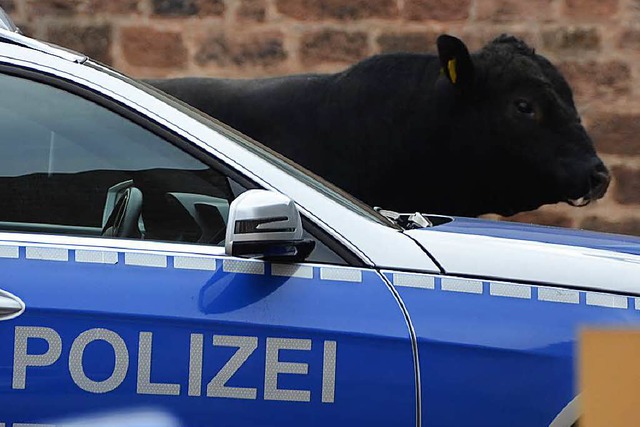 Ein ausgerissener Jungbulle hielt in L...iter und Polizei in Atem (Archivfoto).  | Foto: Ralf Burgmaier