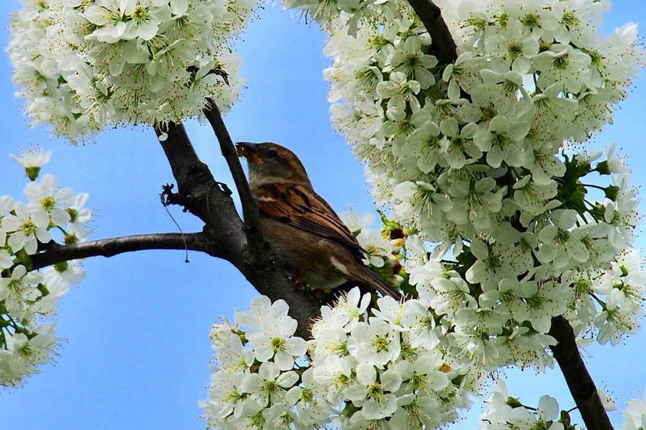 Nur der frühe Vogel fängt den Wurm... (Foto: Markus Donner) Nur der frühe Vogel fängt den Wurm... (Foto: Markus Donner)