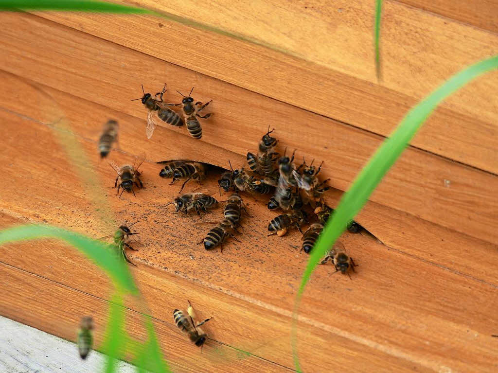 Endlich finden auch die Bienen reichlich Nahrung in der Natur.