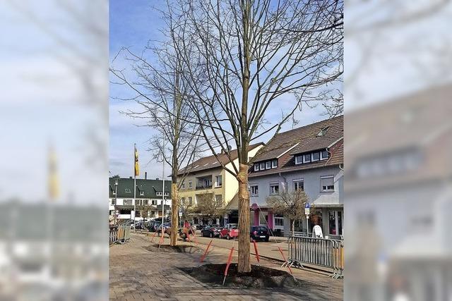 Neue Linden ersetzen die kranken Bäume