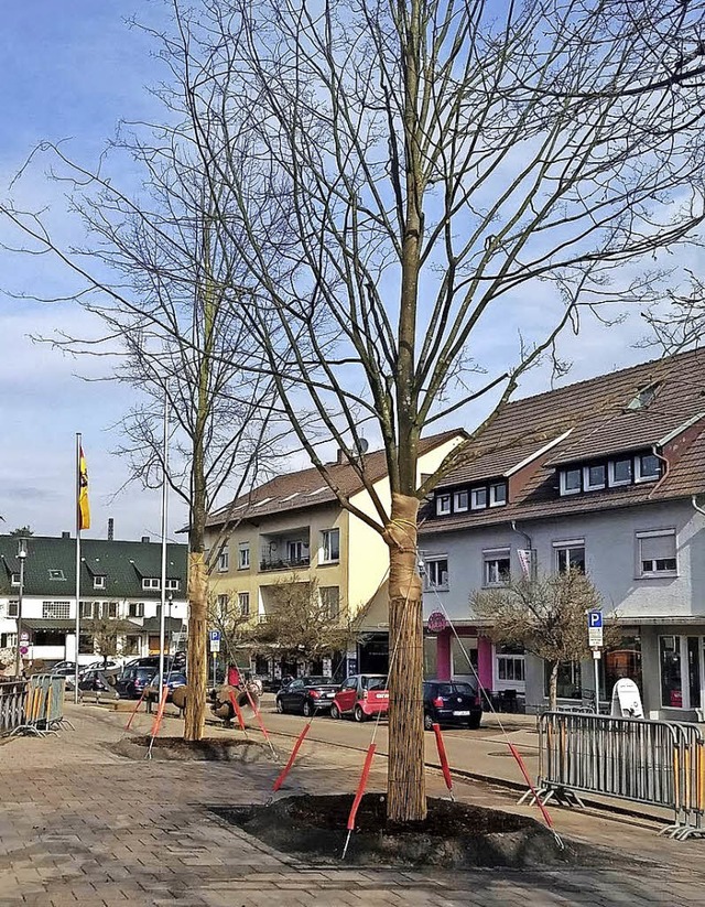 Die morschen Linden wurden ersetzt.   | Foto: Privat