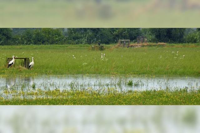 Elzwiesen sind Futterquelle und Rastplatz fr Vgel