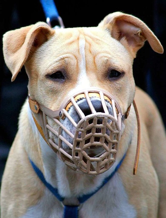 warum sind manche hunde gefahrlich erklar s mir badische zeitung