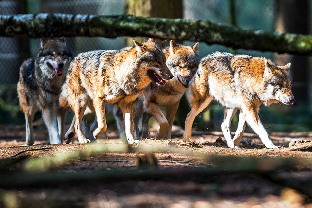 Der Schwarzwaldverein distanziert sich von einer Willkommenskultur fr den Wolf.  | Foto: dpa