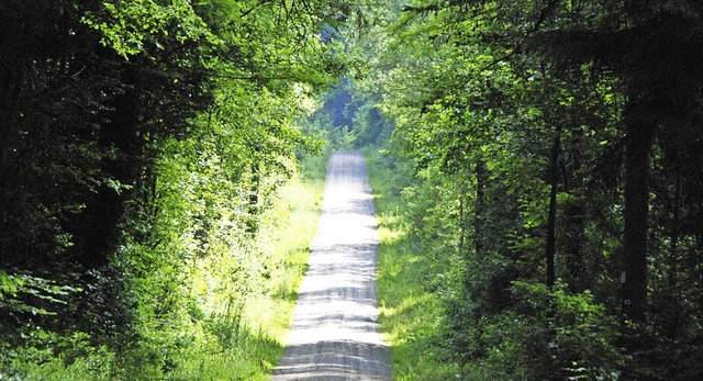 Refugium und Nutzraum: Der Lörracher Wald | Foto: Maja Tolsdorf Refugium und Nutzraum: Der Lörracher Wald | Foto: Maja Tolsdorf