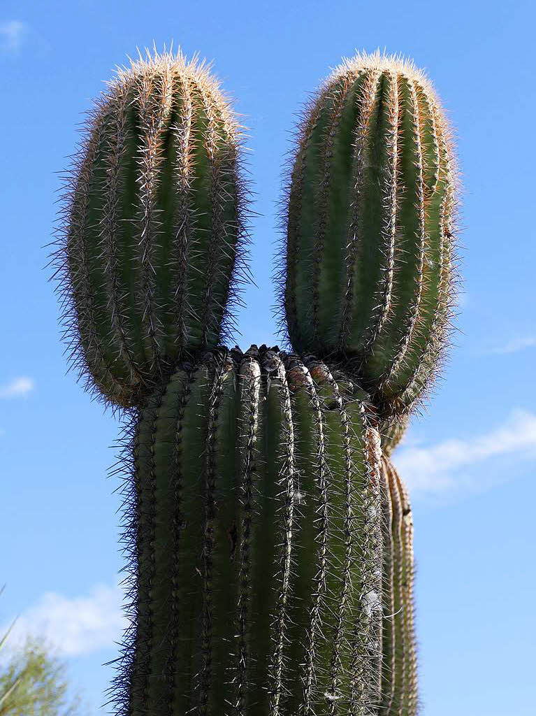 Micky-Maus-Ohren: Saguaro-Kaktus