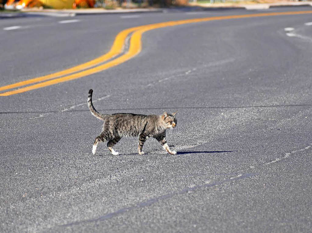 Kaum Verkehr: Katze auf der Route 66 in Seligman
