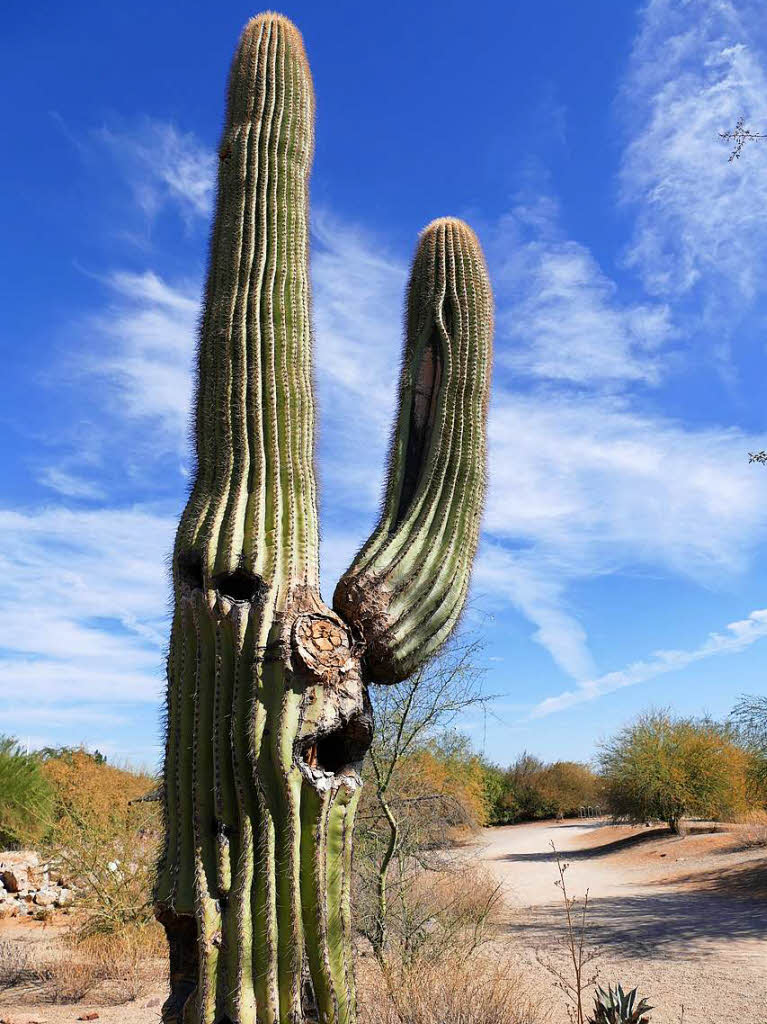 Saguaro-Kaktus
