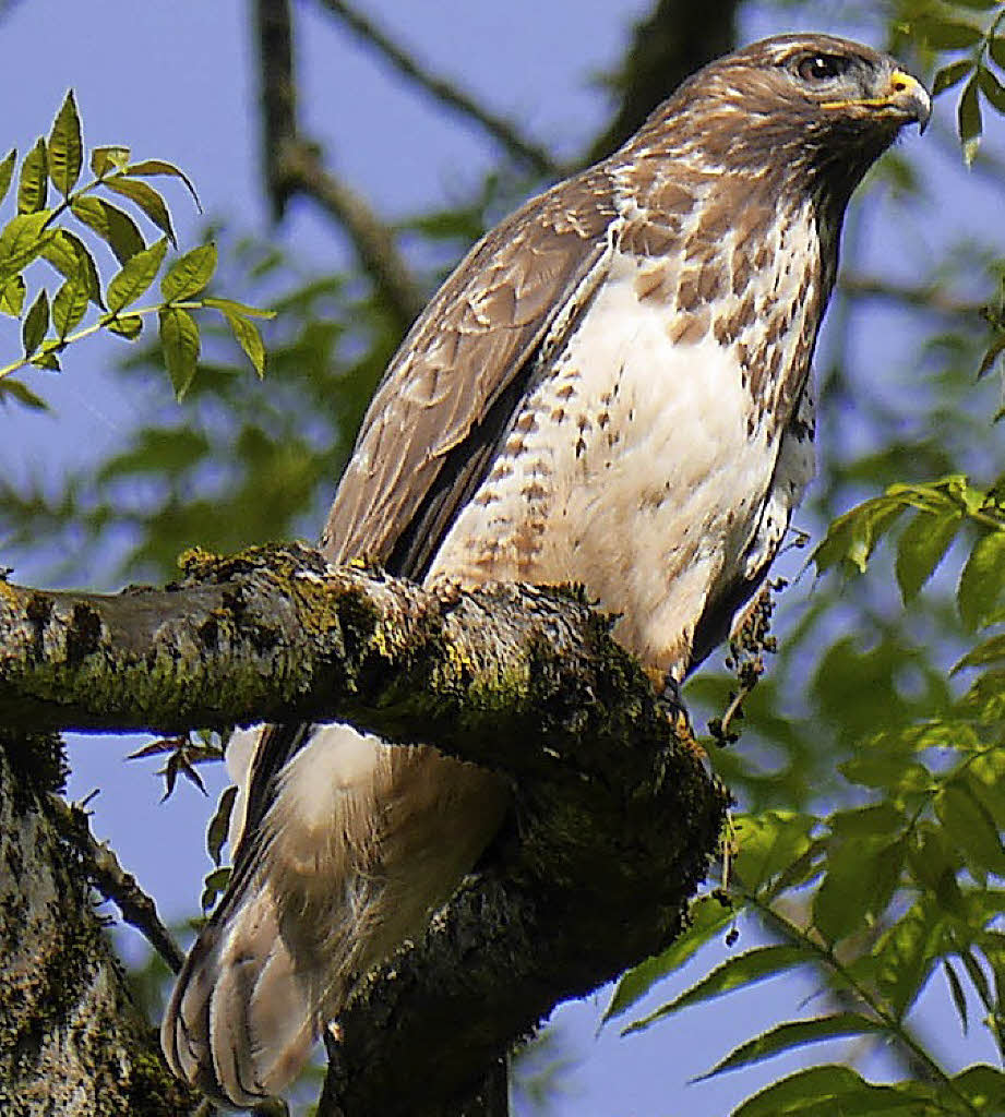 Bussard greift Frau an Kreis Waldshut Badische Zeitung