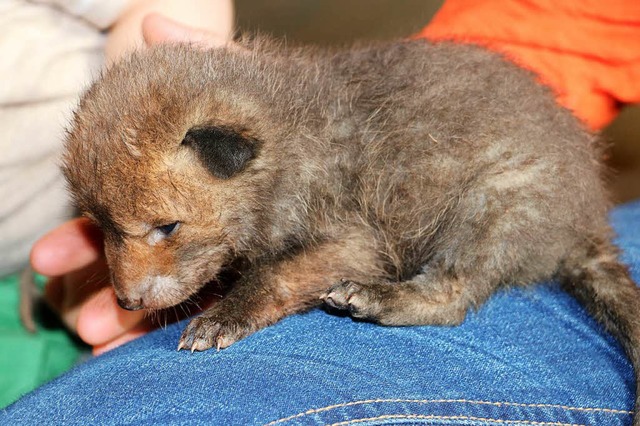 Fuchswelpen sind klein und putzig, aber richtige Stinkbomben.  | Foto: Martha Weishaar