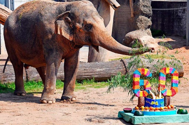 Auch Tiere haben Geburtstag: Am 5. Jun...im Zoo Karlsruhe ihren 60. Geburtstag.  | Foto: dpa
