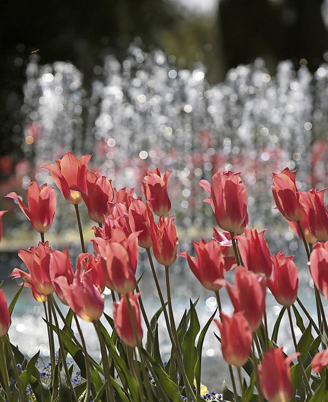 Tulpenblten zum Stauen in allen Farben und Formen   | Foto: CHR. breithaupt