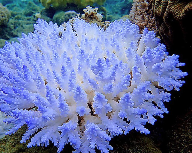 Koralle mit Bleiche   | Foto: dpa