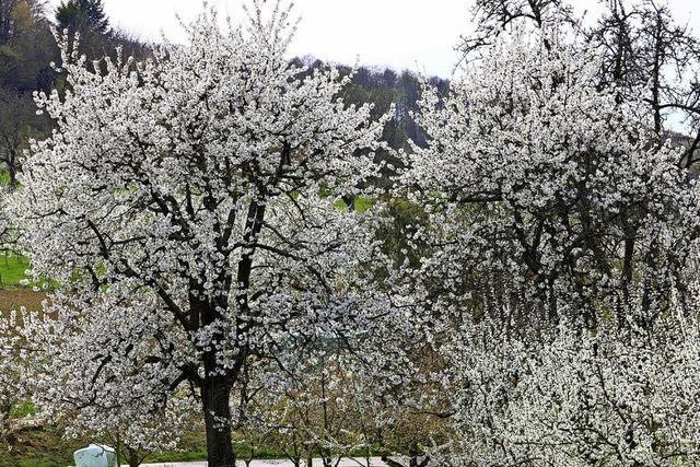 Kirschblte im Eggener Tal