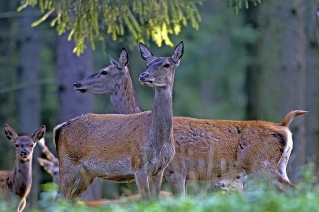 Abendliche Wildbeobachtung mit Achim Schlosser am Schluchsee