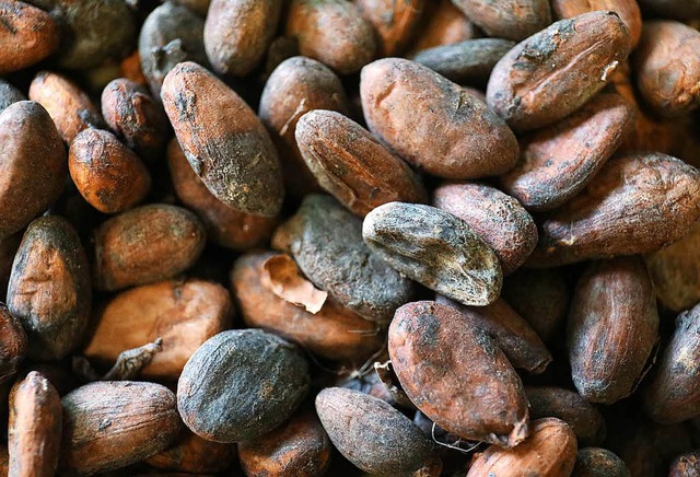 Etwa 4,7 Millionen Tonnen Kakaobohnen werden jedes Jahr weltweit geerntet.  | Foto: dpa