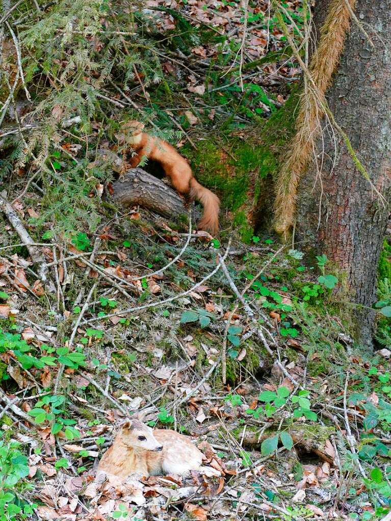 Im Rahmen der Heimattage Baden-Wrttemberg in Waldkirch fand im Wald beim Schtzenhaus Buchholz ein Waldtag mit mehr als 20 Stationen statt.