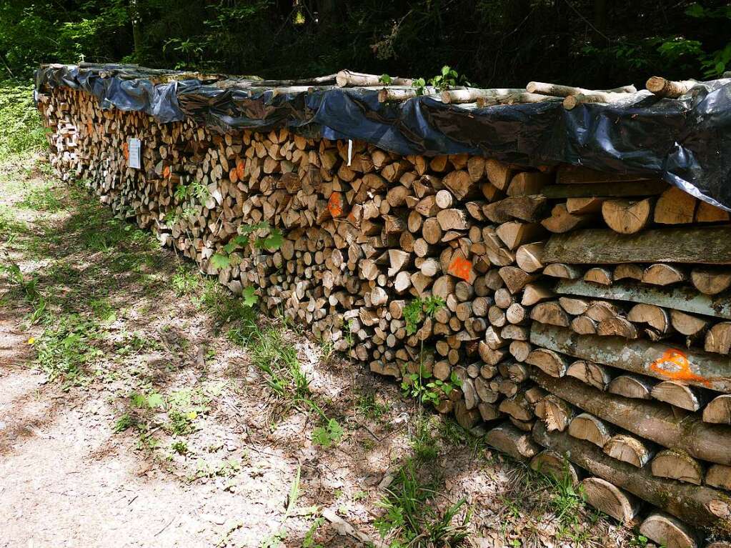 Im Rahmen der Heimattage Baden-Wrttemberg in Waldkirch fand im Wald beim Schtzenhaus Buchholz ein Waldtag mit mehr als 20 Stationen statt.