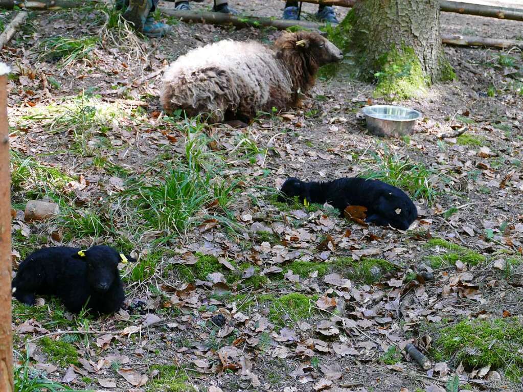 Im Rahmen der Heimattage Baden-Wrttemberg in Waldkirch fand im Wald beim Schtzenhaus Buchholz ein Waldtag mit mehr als 20 Stationen statt.