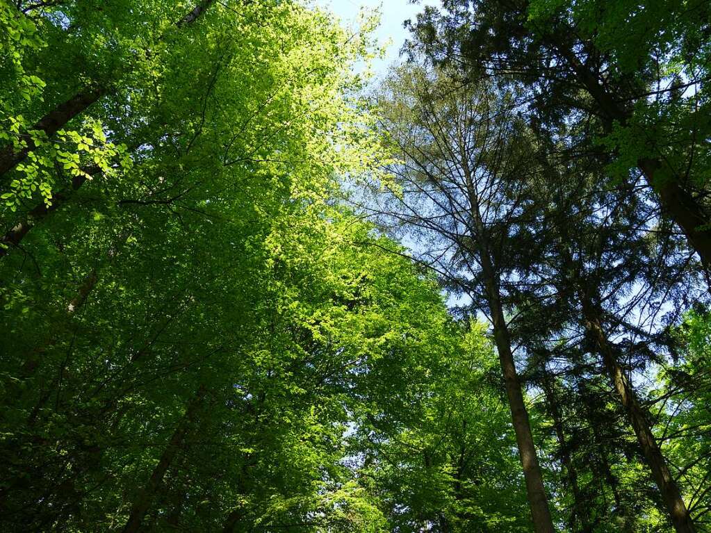 Im Rahmen der Heimattage Baden-Wrttemberg in Waldkirch fand im Wald beim Schtzenhaus Buchholz ein Waldtag mit mehr als 20 Stationen statt.