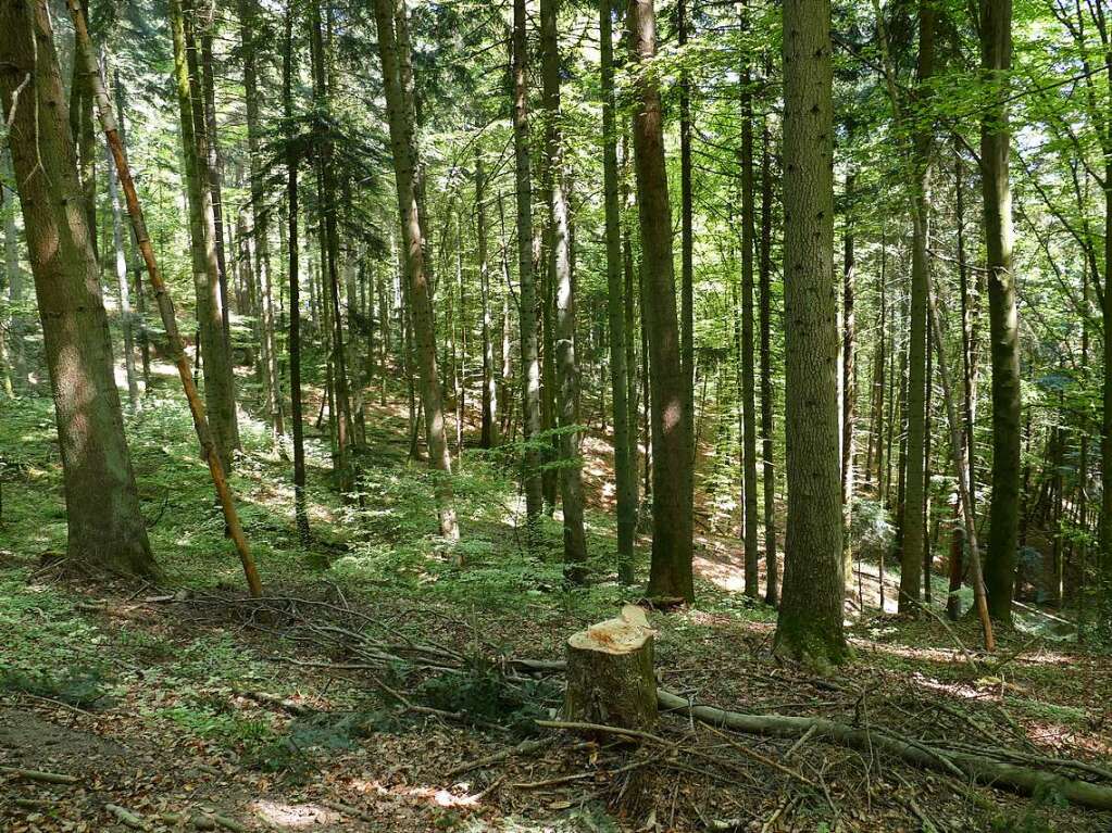 Im Rahmen der Heimattage Baden-Wrttemberg in Waldkirch fand im Wald beim Schtzenhaus Buchholz ein Waldtag mit mehr als 20 Stationen statt.