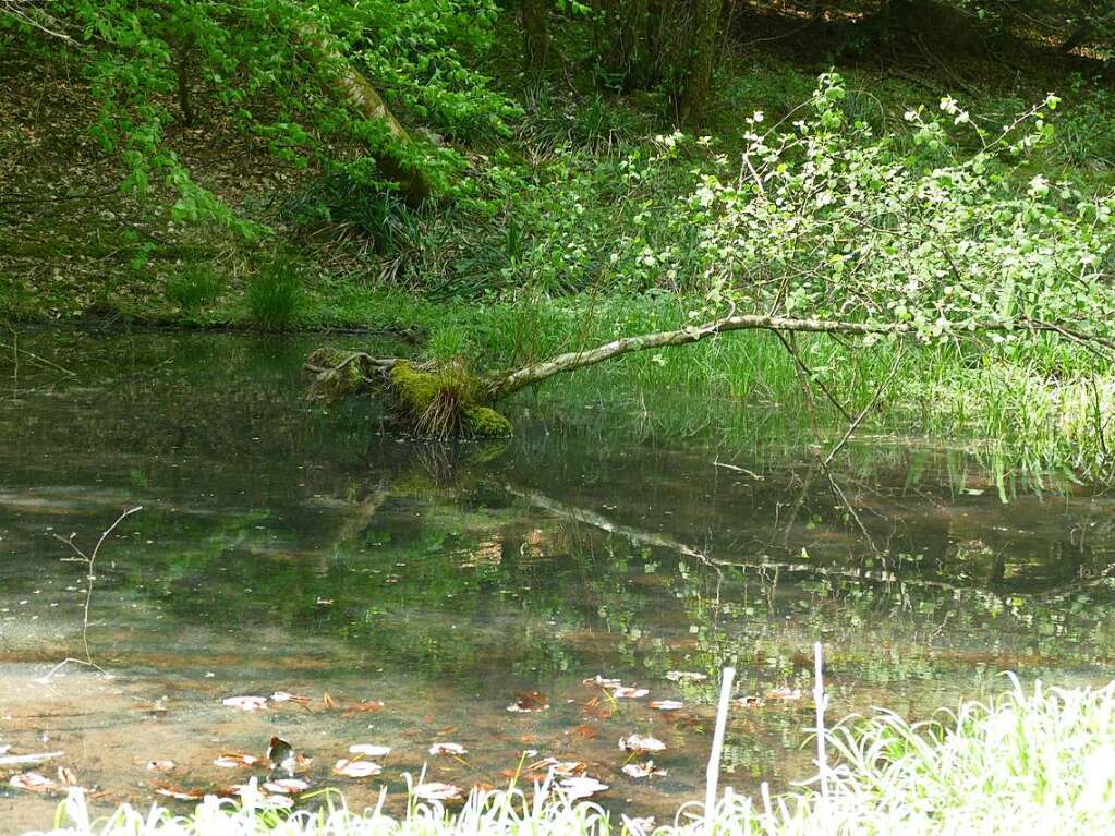 Im Rahmen der Heimattage Baden-Wrttemberg in Waldkirch fand im Wald beim Schtzenhaus Buchholz ein Waldtag mit mehr als 20 Stationen statt.