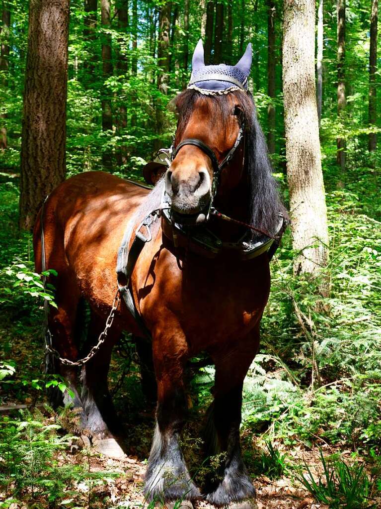 Im Rahmen der Heimattage Baden-Wrttemberg in Waldkirch fand im Wald beim Schtzenhaus Buchholz ein Waldtag mit mehr als 20 Stationen statt.