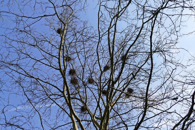 Die Bume im Stadtpark sind wieder voller  Nester  | Foto: Lea Rollbhler