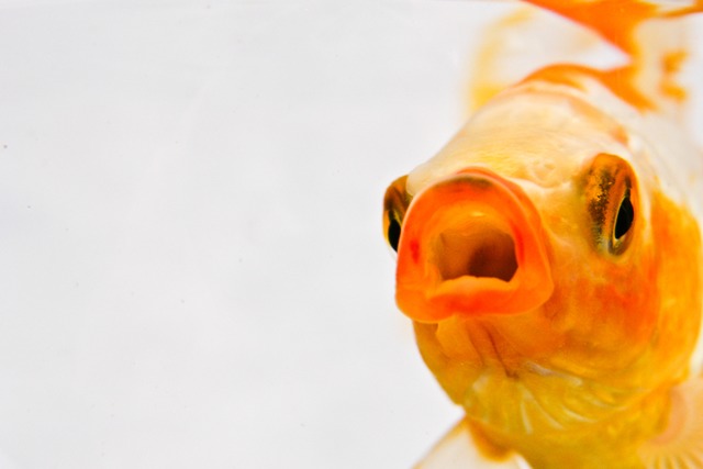 Ob es ein Goldfisch war, ist nicht kla...unge Frau geschluckt hat (Symbolbild).  | Foto: photocase.de/Eselsohren (Hannah Netzer)