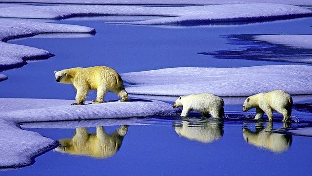 Den Eisbren wird es auf der Erde allmhlich zu warm.   | Foto: dpa