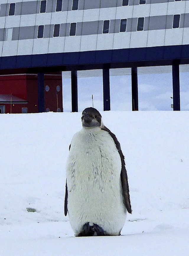 Pinguin vor Neumayer Station III  | Foto: Felix Riess