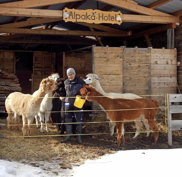 Schnauze im Eimer: Ernst Weniger mit seinen Tieren  | Foto: Lukas Kaiser