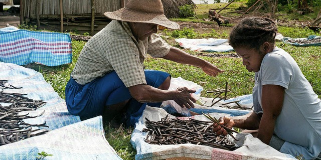 Kleinbauern in Madagaskar sortieren ihre Vanille-Ernte.  | Foto: afp/Adobe.stock