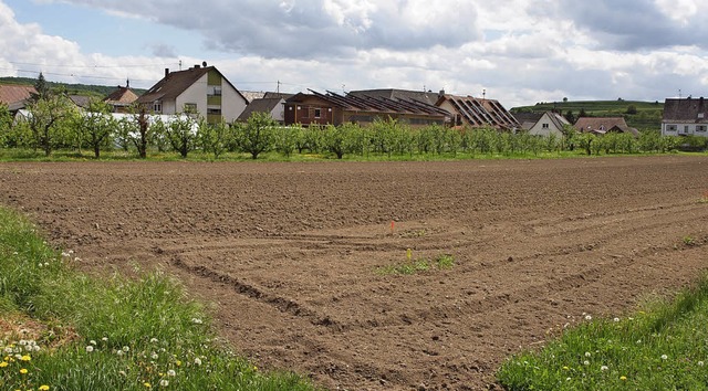 Die Ackerflche soll Platz fr Wohnbebauung machen.   | Foto: M. Haberer