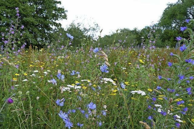 Stadt sucht Bienenwiese