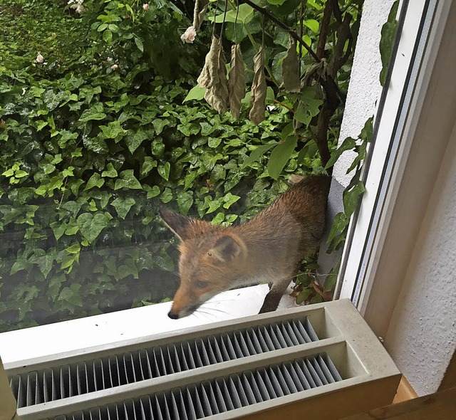 <ppp> und ein </ppp>Fuchs in Mooswald.   | Foto: Fotos: Walter Bhler, Brigitte Zschau