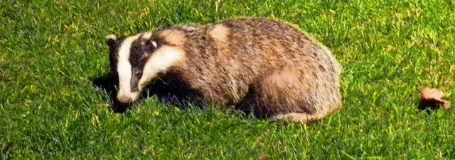 Wildtiere verirren sich auch in der Stadt: Ein Dachs in Herdern<ppp></ppp>  | Foto: Walter Bhler