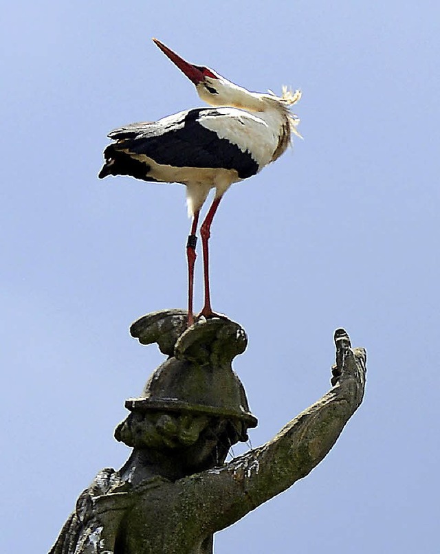Na, brat&#8217; mir einen Storch: Der  Vogel an der Kajo   | Foto: Ingo Schneider