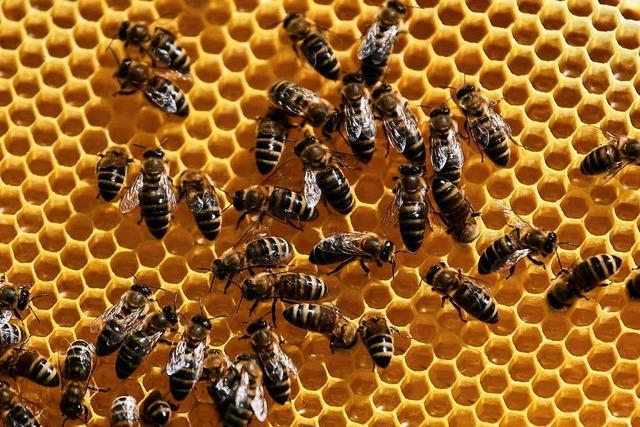 Unbekannte haben zwei Bienenstöcke in Littenweiler entwendet