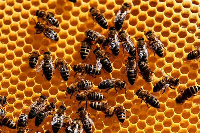 40 Kilogramm wogen die Bienenstcke jeweils.  | Foto: dpa