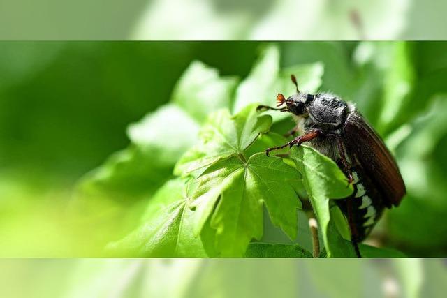 Maikfer im Kaiserstuhl: Experten glauben 2018 an geringere Anzahl