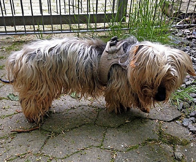 Herrchen gesucht  | Foto: POLizei