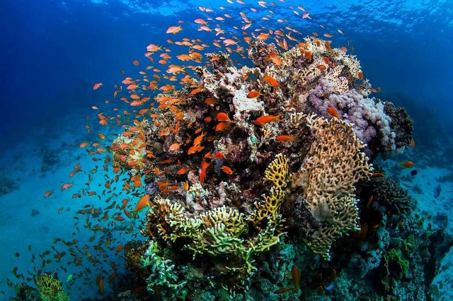 Wunderschn: Korallen und Fische am Great Barrier Reef  | Foto: dpa