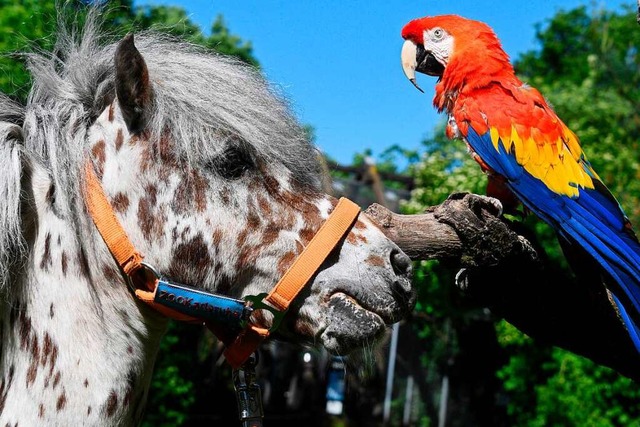 Auch Tiere knnen flirten, wie hier au...d  der Papagei aus dem Karlsruher Zoo.  | Foto: dpa