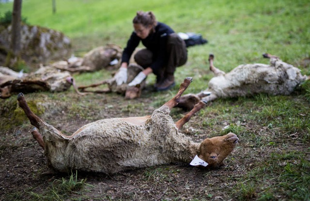 Zahlreiche tote Schafe werden von Vert...ch fr die toten Tiere verantwortlich.  | Foto: dpa
