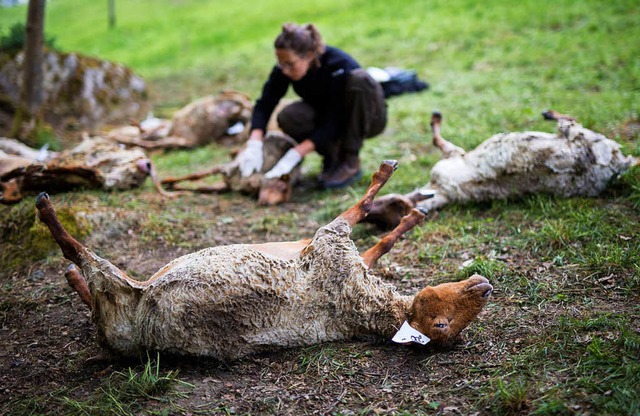 Gettete Schafe in Bad Wildbad   | Foto: dpa