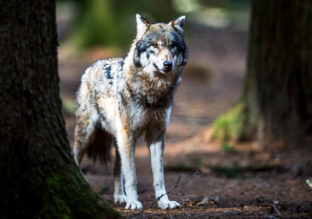 Dieser Wolf lebt nicht in freier Wildbahn, sondern in einem Wildpark in Bayern.  | Foto: dpa