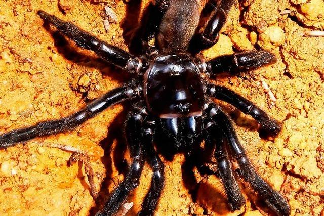 Die älteste Spinne der Welt ist tot – sie starb nicht an Altersschwäche
