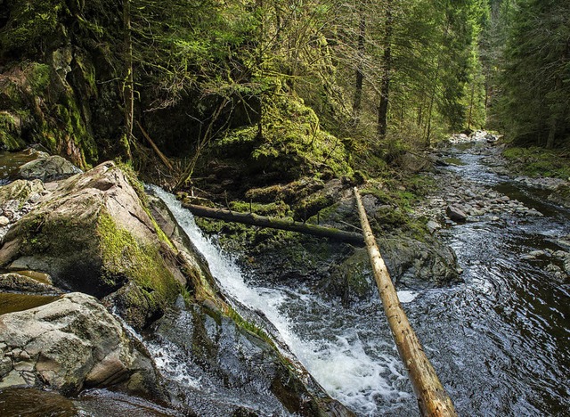 Verwunschen: Rtenbachschlucht  | Foto: Andrea Schiffner